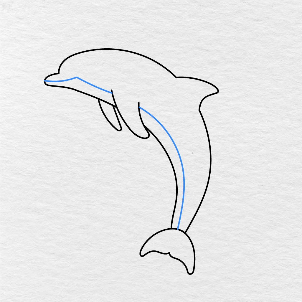 Step 5 Showing How To Draw A Dolphin With A Long Curved Belly Line.