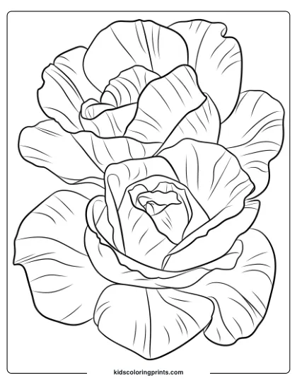 Close-Up Coloring Page Of Roses With Textured Petals, Showcasing Natural Beauty And Intricate Petal Design.
