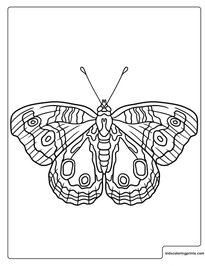Detailed Tropical Butterfly Coloring Page With Wide Patterned Wings