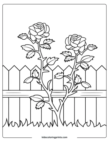 Coloring Page Of A Rose Bush Near A Fence, With Two Roses In Bloom And A Grassy Base, Creating A Classic Garden Scene.