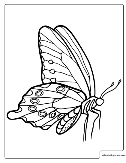 Flying Butterfly Coloring Page With Raised Side Wings