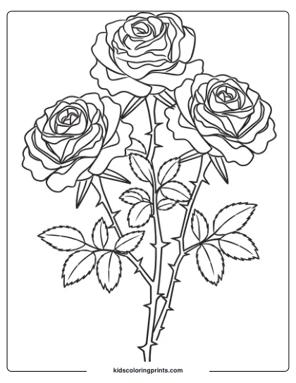 Detailed Coloring Page Of Three Roses With Thorns, Showcasing Natural Beauty And Contrast In A Floral Arrangement.